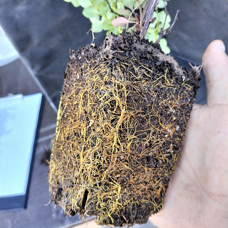 Барбарис Тунберга Эректа 1 шт Р9